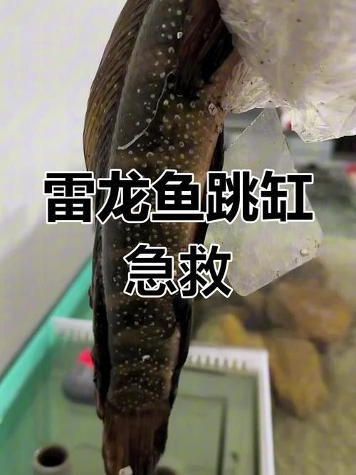 龍魚跳缸還能活嗎圖片視頻