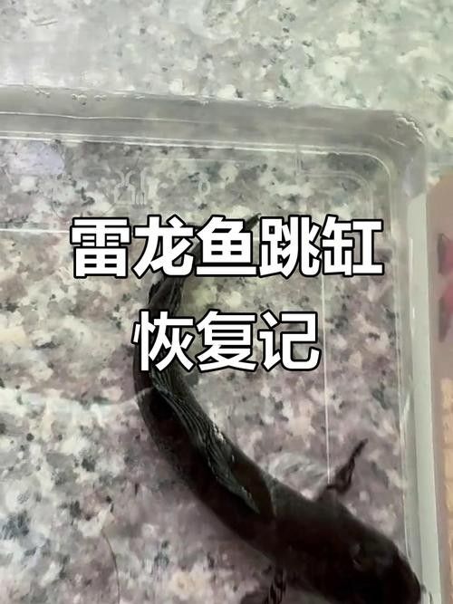 龍魚跳缸還能活嗎圖片視頻