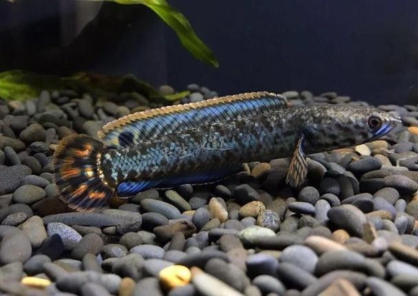龍魚跳缸還能活嗎圖片視頻