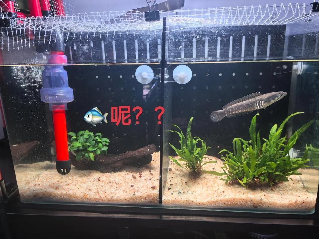 龍魚跳缸還能活嗎圖片視頻