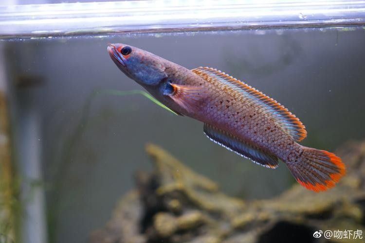 龍魚跳缸還能活嗎圖片視頻