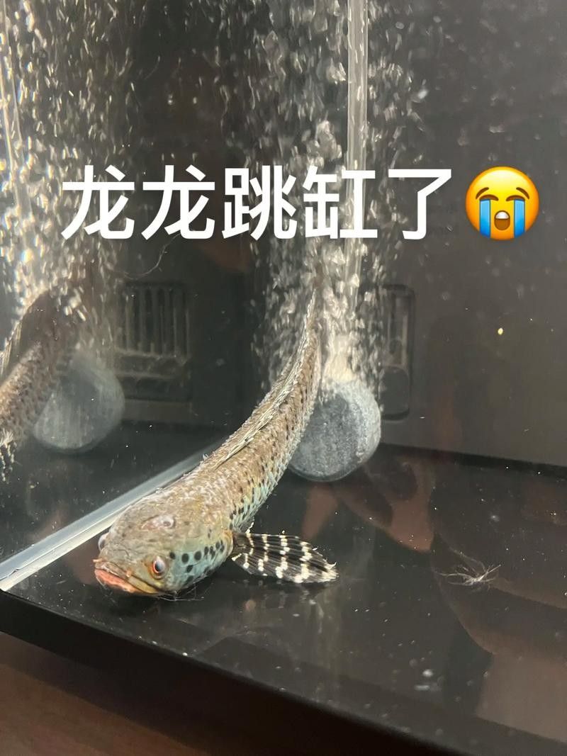 龍魚跳缸還能活嗎圖片視頻