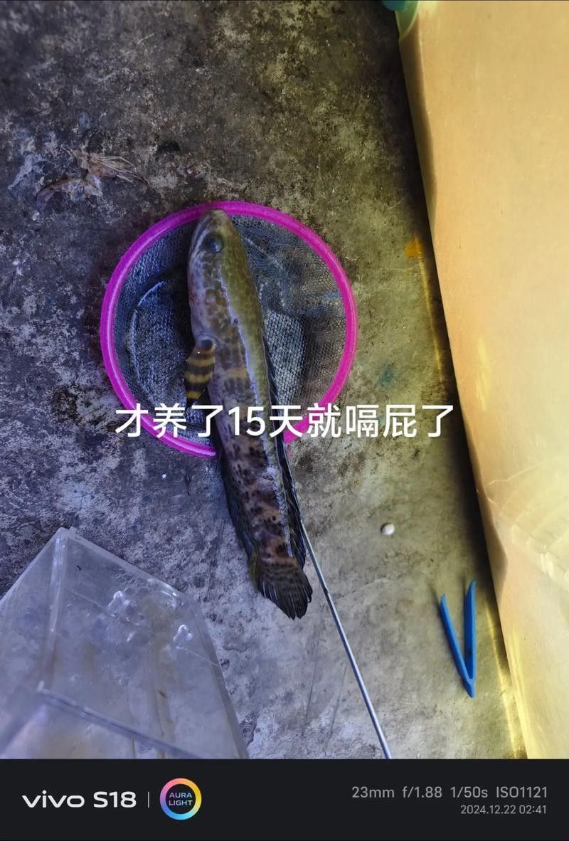 龍魚跳缸還能活嗎圖片視頻