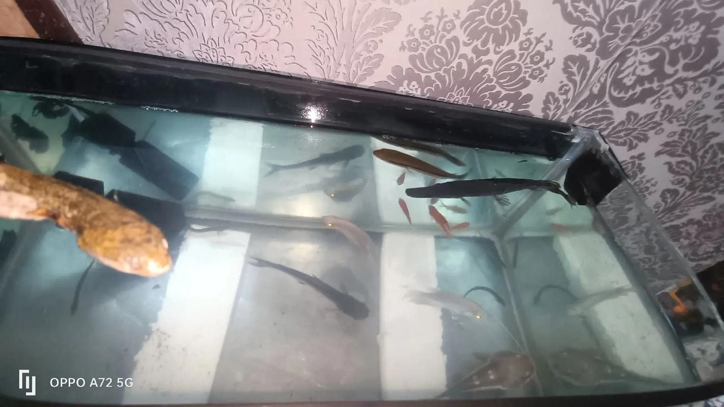 龍魚跳缸還能活嗎圖片視頻