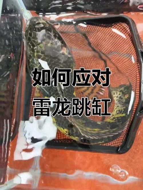 龍魚跳缸還能活嗎圖片視頻