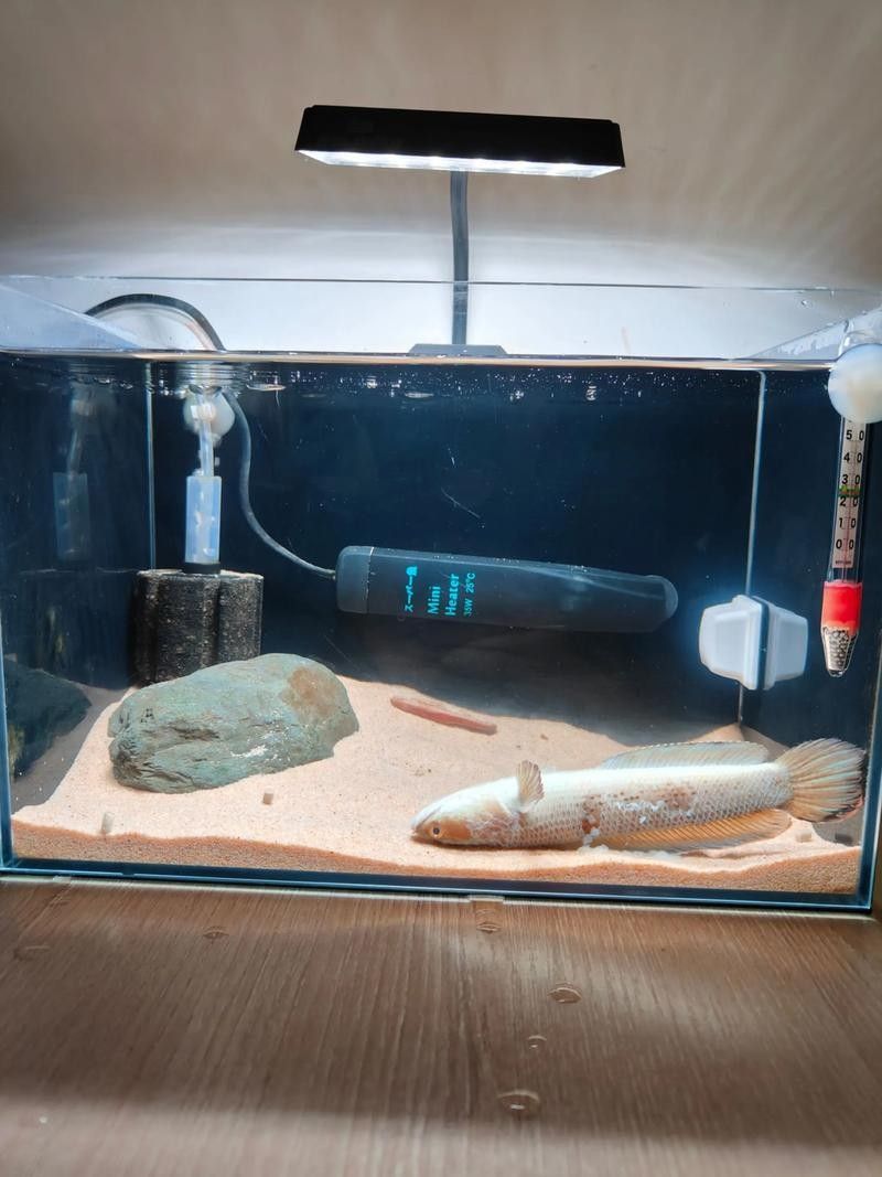 龍魚跳缸還能活嗎圖片視頻