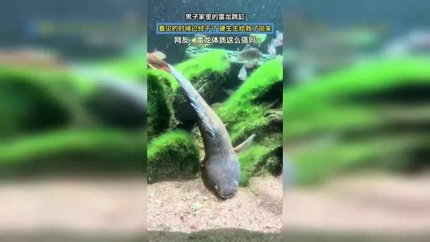 龍魚跳缸還能活嗎圖片視頻