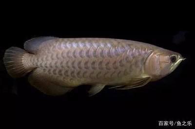 怎樣才能把紅龍魚養好起來：紅龍魚的飼養方法