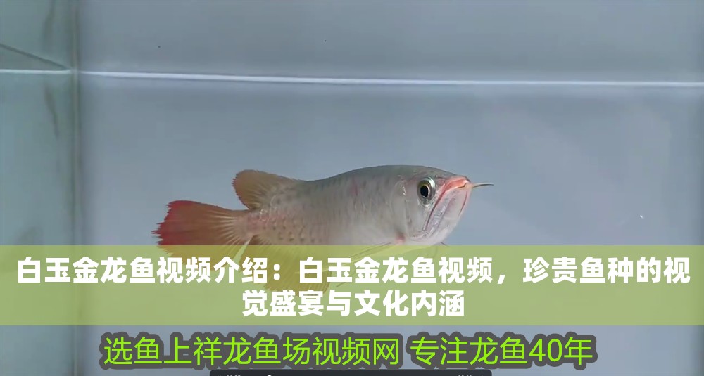 白玉金龍魚視頻介紹：白玉金龍魚視頻，珍貴魚種的視覺盛宴與文化內涵 白玉金龍魚視頻介紹：白玉金龍魚視頻，珍貴魚種的視覺盛宴與文化內涵 龍魚百科 第1張