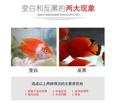 白玉金龍魚視頻介紹：白玉金龍魚視頻，珍貴魚種的視覺盛宴與文化內涵 白玉金龍魚視頻介紹：白玉金龍魚視頻，珍貴魚種的視覺盛宴與文化內涵 龍魚百科 第2張