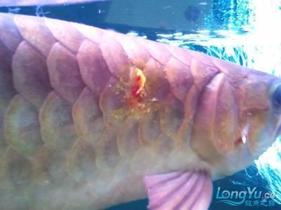 龍魚美容手術怎么樣啊：龍魚美容手術是一種具有一定風險但又能顯著改善魚的外觀特征