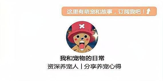 龍魚幼崽大概多少錢一條