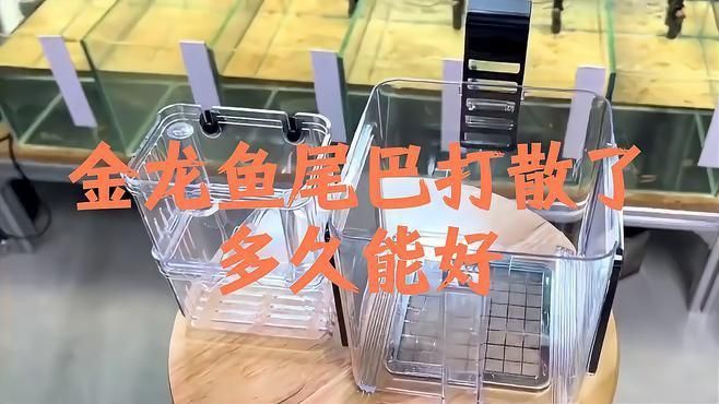 龍魚尾鰭充血多久會(huì)好？