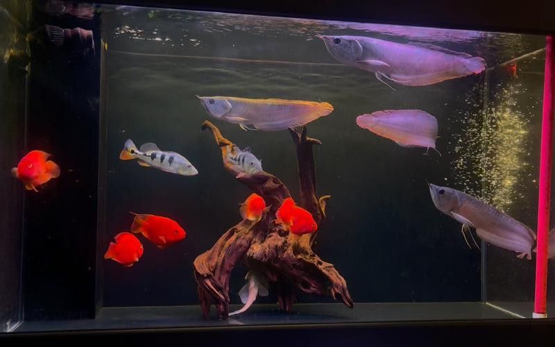 銀龍魚和招財貓魚能混養(yǎng)嗎圖片