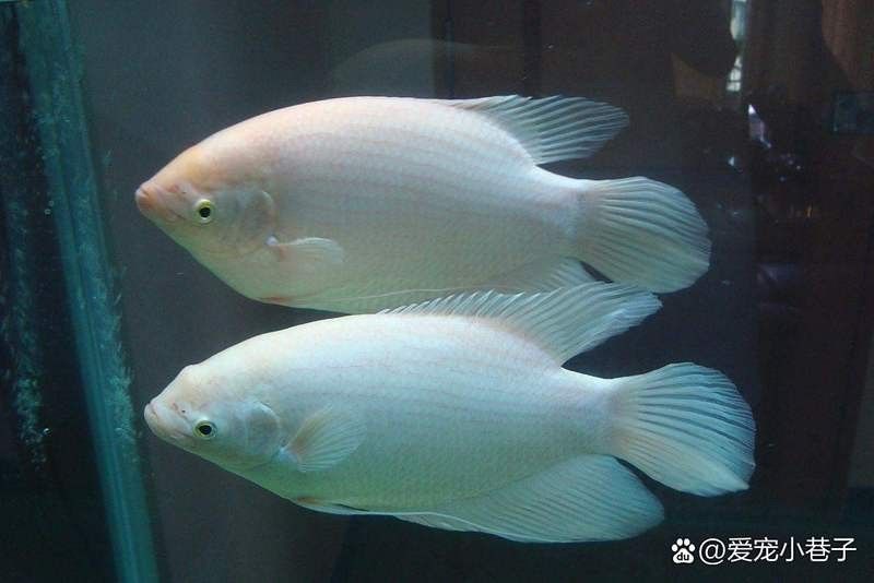 銀龍魚和招財貓魚能混養(yǎng)嗎圖片