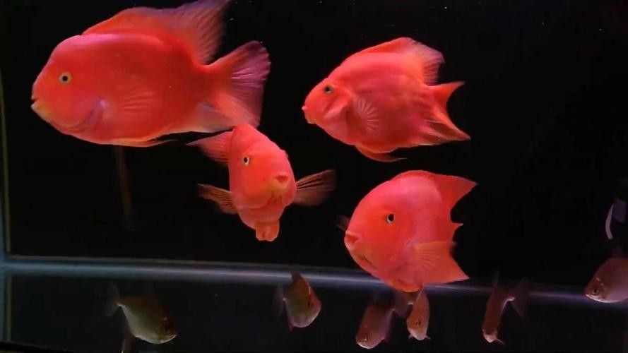 銀龍魚和招財貓魚能混養(yǎng)嗎圖片