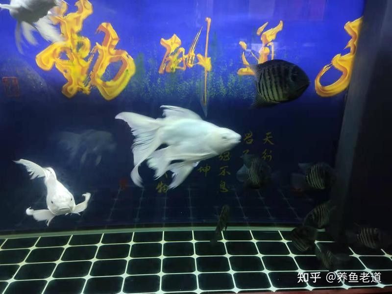 銀龍魚和招財貓魚能混養(yǎng)嗎圖片