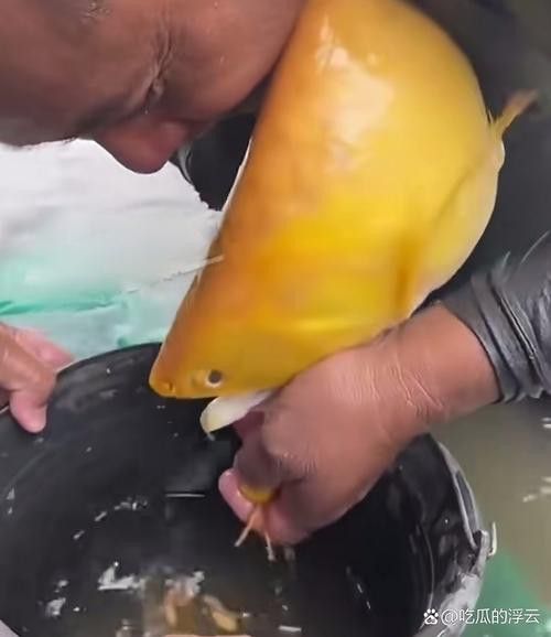 金龍魚被吃