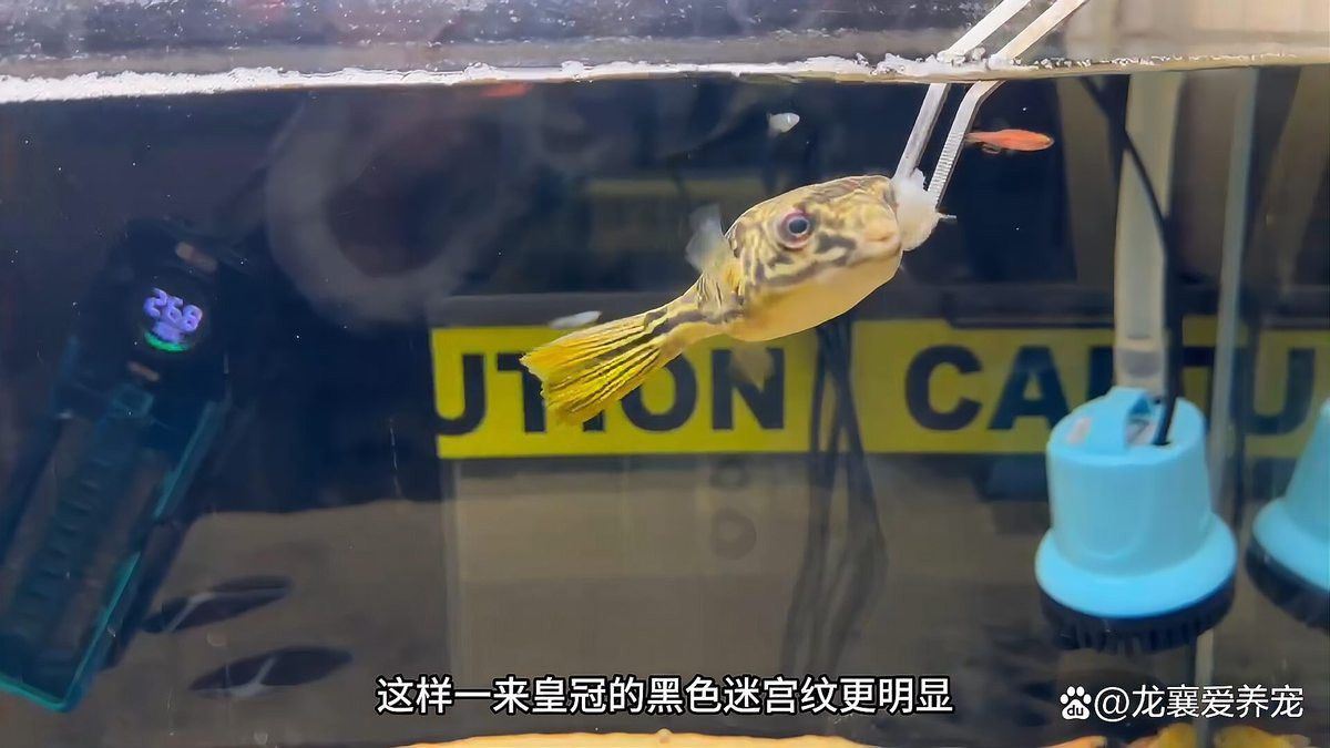 皇冠狗頭跟龍魚能一起養(yǎng)嗎