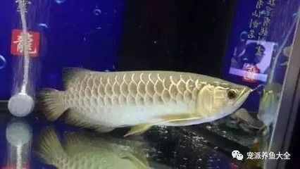 龍魚趴缸多久能恢復正常：龍魚趴缸后如何快速恢復