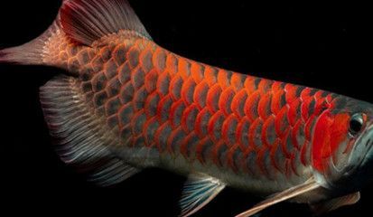紅龍魚養幾條最好：1.5米的魚缸可以飼養3條紅龍魚，但養幾條最好
