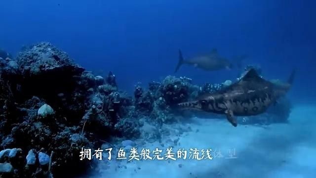 魚龍是如何繁殖后代的？