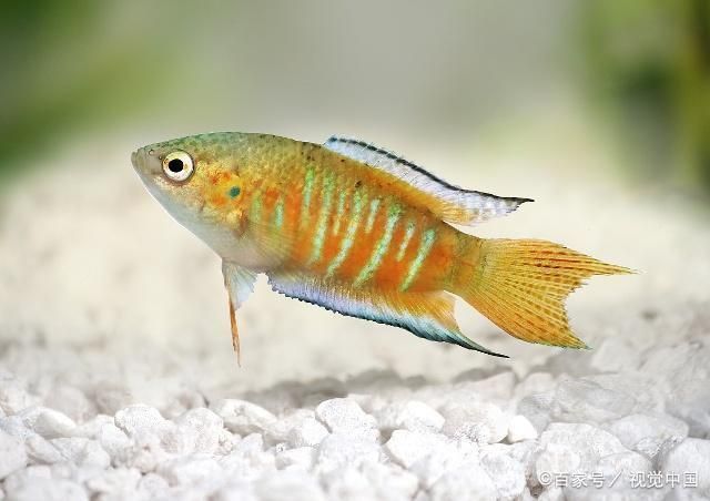 魚缸的魚趴缸（如何判斷魚缸水質是否合格魚缸換水的最佳時間和方法）