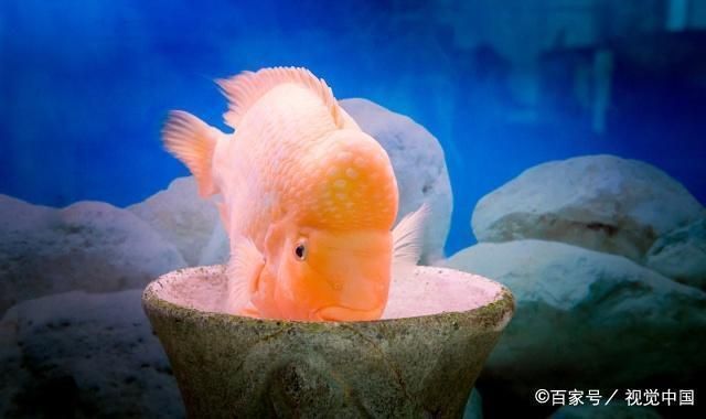 魚缸的魚趴缸（如何判斷魚缸水質是否合格魚缸換水的最佳時間和方法）