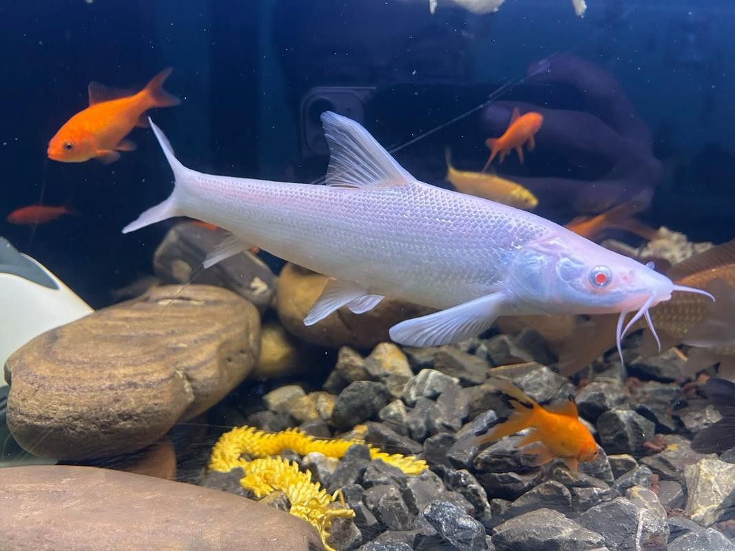 白色的龍魚長什么樣子圖片