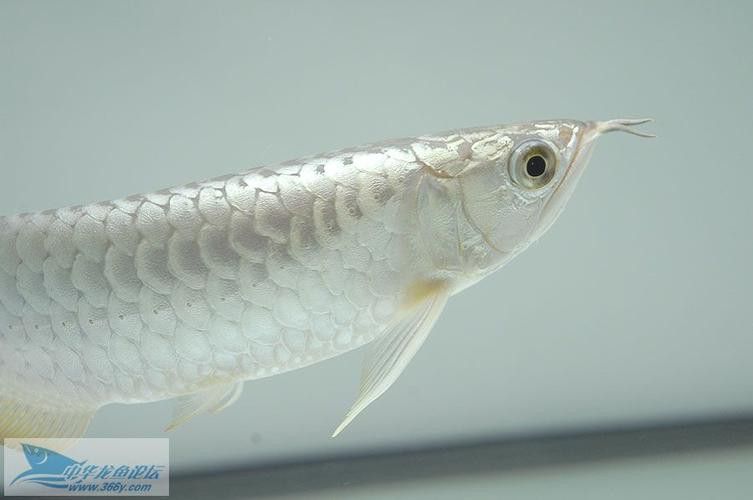 白色的龍魚長什么樣子圖片