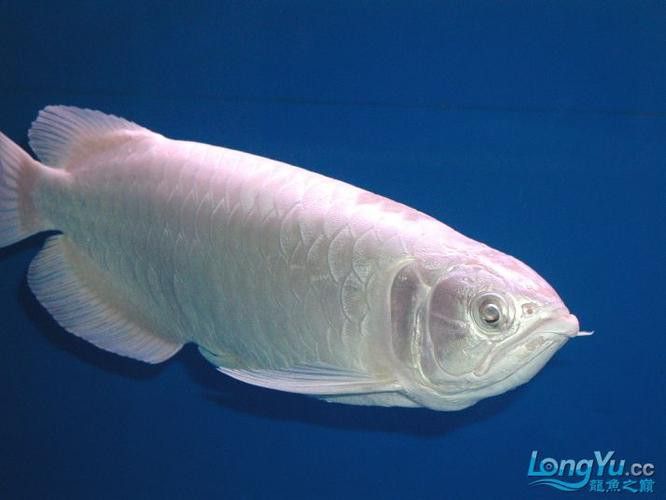 白色的龍魚長什么樣子圖片