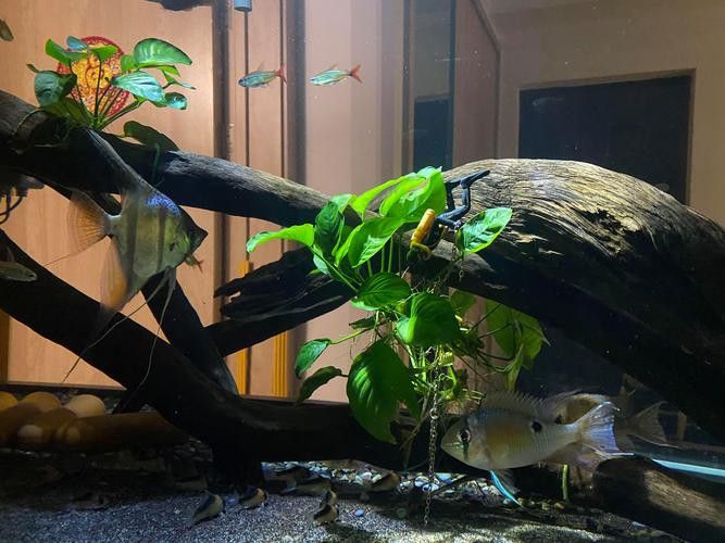 如何改變魚缸底色？
