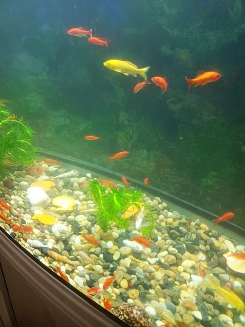 如何改變魚缸底色？