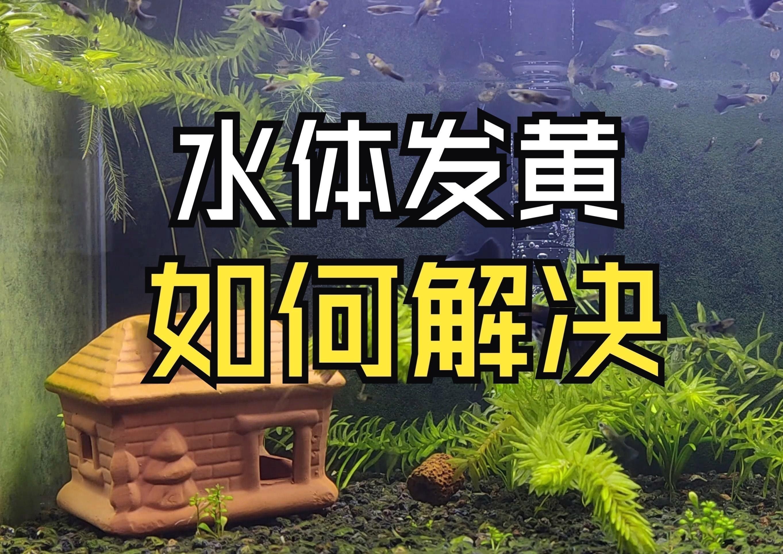 如何改變魚缸底色？