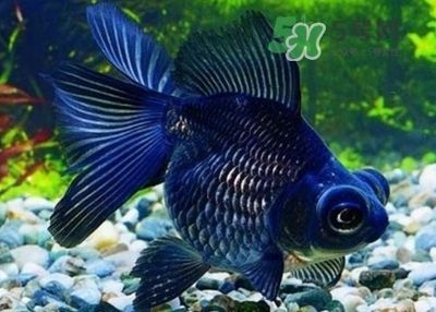 養(yǎng)紅龍魚有什么寓意（紅龍魚在中國文化中被視為吉祥的生物，具有招運(yùn)進(jìn)寶的寓意）