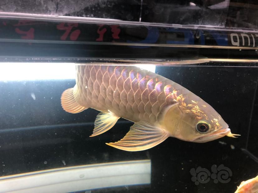 金龍魚嘴上長個泡泡是怎么回事：金龍魚嘴上長泡泡可能是由多種原因引起的