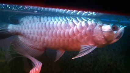 金龍魚嘴上長個泡泡是怎么回事：金龍魚嘴上長泡泡可能是由多種原因引起的