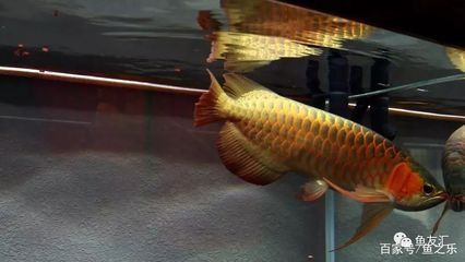 怎么讓龍魚吃飼料（為了讓龍魚吃飼料，可以采取以下幾種方法）