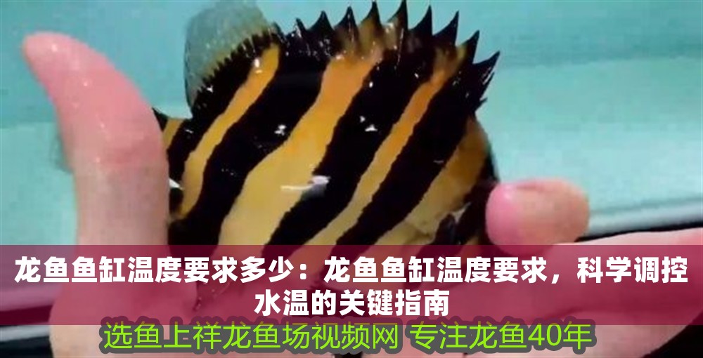 龍魚魚缸溫度要求多少：龍魚魚缸溫度要求，科學(xué)調(diào)控水溫的關(guān)鍵指南