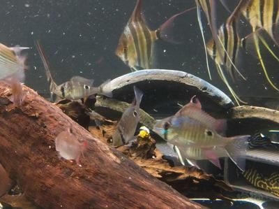 龍魚混養埃及怎么樣:埃及神仙魚混養水質要求詳解龍魚混養水質要求詳解