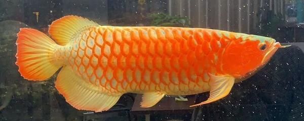 龍魚(yú)打架受傷了用什么藥治療：治療龍魚(yú)打架受傷的關(guān)鍵在于預(yù)防感染和促進(jìn)傷口愈合