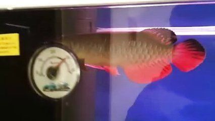 最大龍魚視頻在線觀看：世界上最大的龍魚是一條在亞馬遜河流域捕獲的龍魚