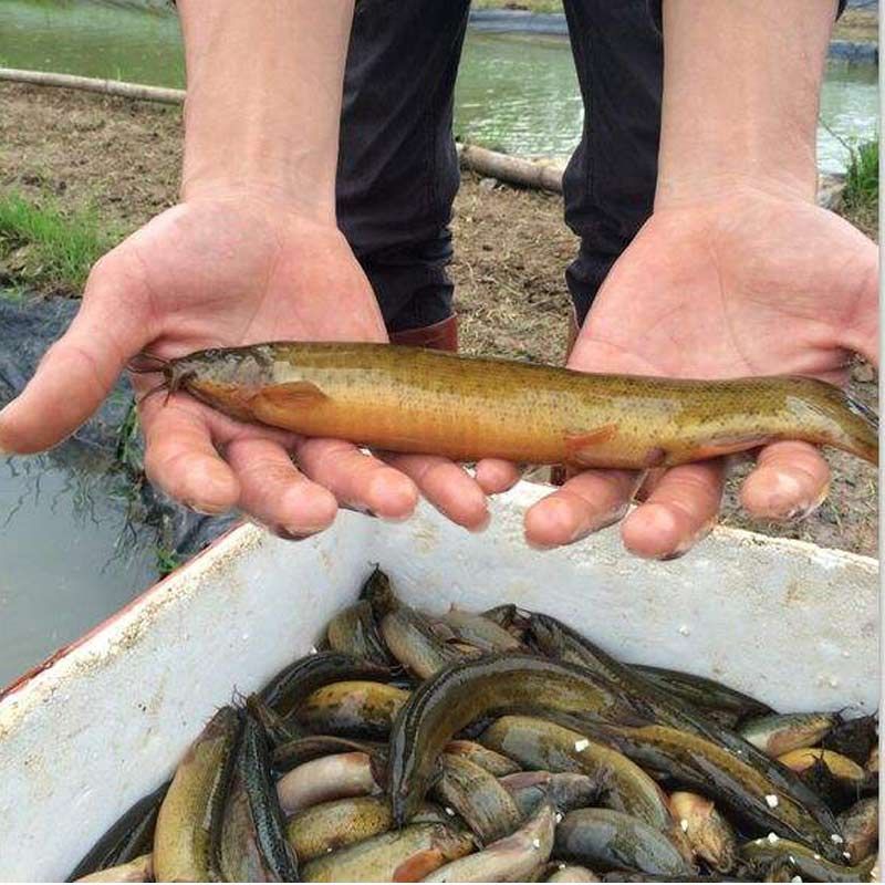 龍魚如何改口吃泥鰍：如何讓龍魚改口吃泥鰍