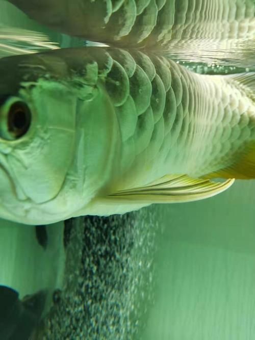 龍魚翻鰓癥狀圖片
