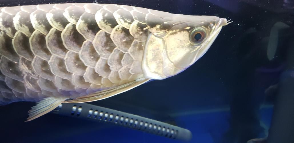 龍魚翻鰓癥狀圖片