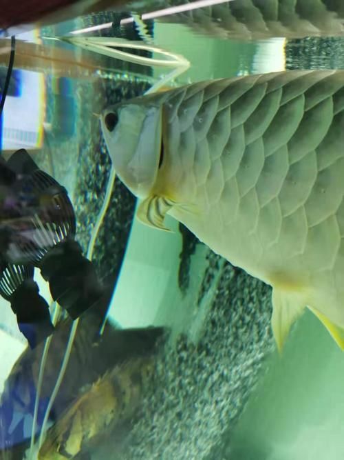 龍魚翻鰓癥狀圖片
