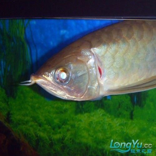 龍魚翻鰓癥狀圖片