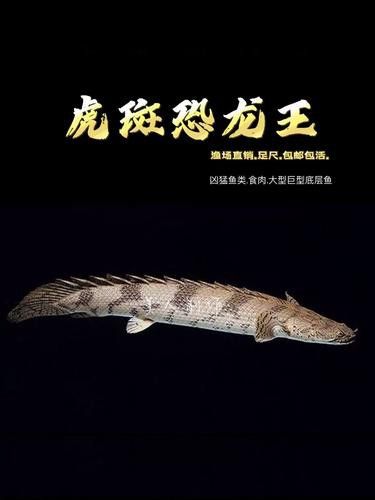 虎斑恐龍魚飼養方法大全圖解圖片