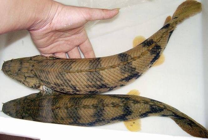 虎斑恐龍魚飼養方法大全圖解圖片