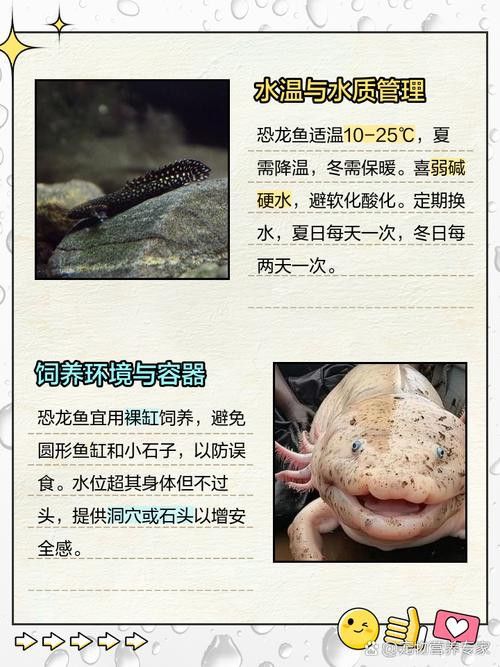 虎斑恐龍魚飼養方法大全圖解圖片